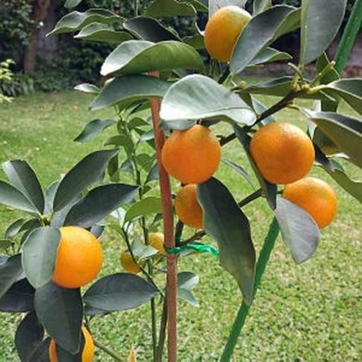 bibit buah jeruk tongheng kondisi berbuah Jepara
