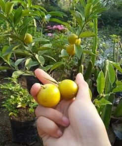 bibit buah jeruk tongheng kondisi berbuah Palopo