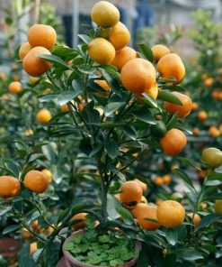 bibit buah jeruk tongheng kondisi berbuah Toba Samosir