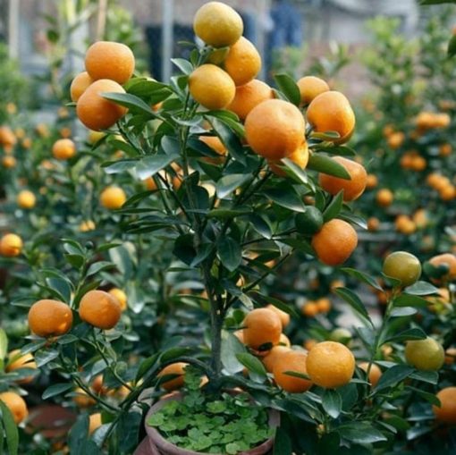 bibit buah jeruk tongheng kondisi berbuah Toba Samosir