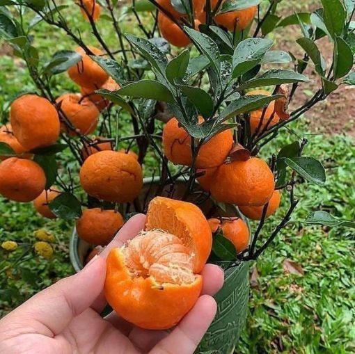 bibit jeruk kip sudah berbuah terlaris Lombok Timur