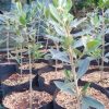 bibit tanaman buah zaitun unggul Bolaang Mongondow