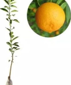bibit tanaman jeruk tongheng jepang Sawahlunto