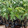 jual bibit alpukat markus Aceh Singkil