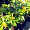 jual bibit alpukat markus Bantul