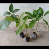 jual bibit alpukat markus kendil mentega jumbo aligator 70 cm batang super Sibolga