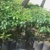 jual bibit alpukat markus kendil super jumbo Sumbawa