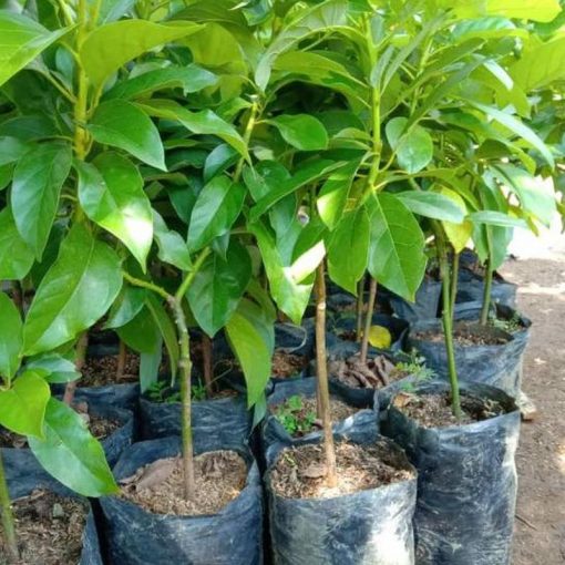 jual bibit alpukat mentega jumbo Asmat