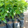 jual bibit alpukat mentega jumbo Medan
