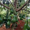 jual bibit alpukat mentega jumbo super Lombok Barat