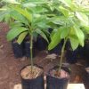 jual bibit alpukat mentega miki depok Sungai Penuh