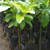 jual bibit alpukat mentega super berkwalitas Labuhanbatu Selatan