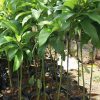 jual bibit alpukat mentega super unggulan Puncak Jaya