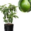 jual bibit alpukat miki super unggul tinggi 60 cm Kutai Barat