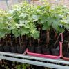 jual bibit anggur impor baikonur new grafting asli Tanjung Jabung Timur