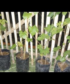 jual bibit anggur import transfigurasion asli hasil grafting Pematangsiantar