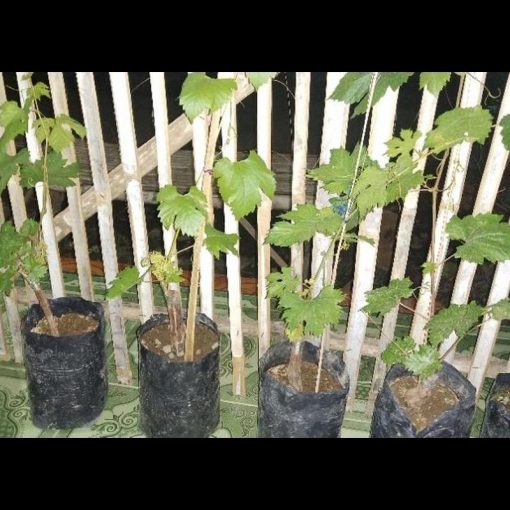 jual bibit anggur import transfigurasion asli hasil grafting Pematangsiantar