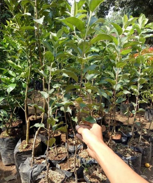 jual bibit apel fuji hasil stek okulasi dan cangkok cepat berbuah Ponorogo