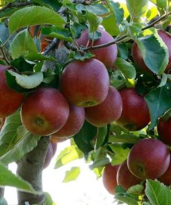 jual bibit apel fuji merah asli cangkok cepat berbuah terlaris Jakarta Timur