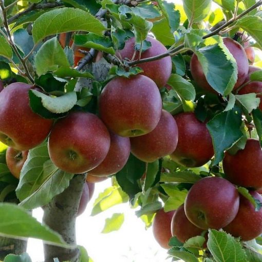 jual bibit apel fuji merah asli cangkok cepat berbuah terlaris Jakarta Timur