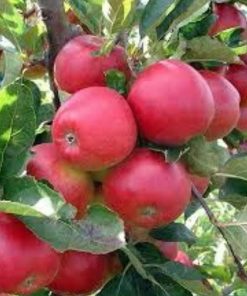 jual bibit apel fuji merah asli cangkok cepat berbuah terlaris Kuningan