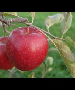jual bibit apel fuji merah asli cangkok cepat berbuah terlaris Lampung Selatan