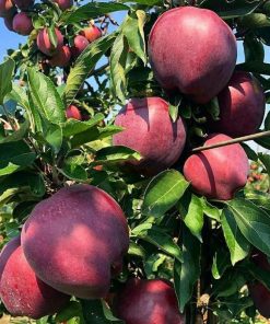 jual bibit apel fuji merah asli cangkok cepat berbuah terlaris Sumenep