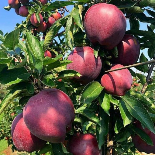 jual bibit apel fuji merah asli cangkok cepat berbuah terlaris Sumenep
