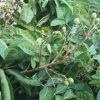 jual bibit apel manalagi lengkeng berbuah Tanggamus