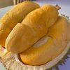 jual bibit asli tanaman durian duri hitam kaki 3 Sanggau