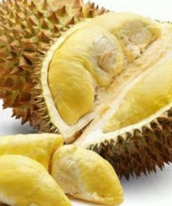 jual bibit bibt durian montong kaki 3 cepat berbuah Kep Siau Tagulandang Biaro