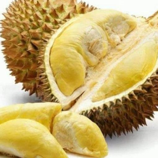 jual bibit bibt durian montong kaki 3 cepat berbuah Kep Siau Tagulandang Biaro