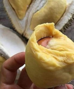 jual bibit bibt durian montong kaki 3 cepat berbuah Muna Barat