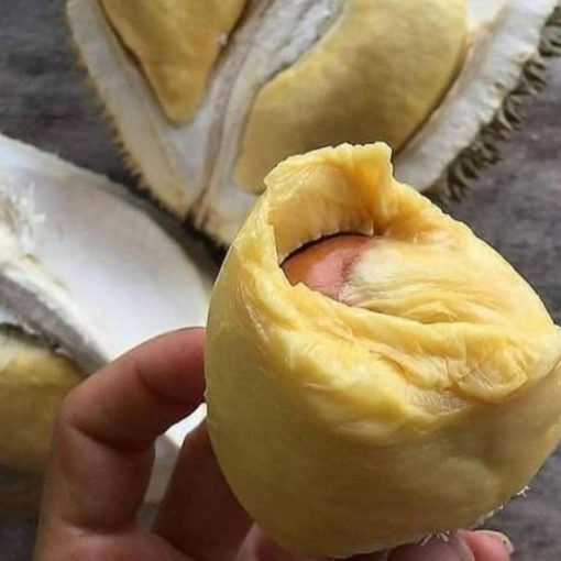 jual bibit bibt durian montong kaki 3 cepat berbuah Muna Barat