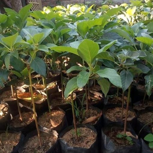 jual bibit buah alpukat markus okulasi cepat berbuah Konawe Kepulauan