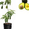 jual bibit buah alpukat mentega super unggul tinggi cm Puncak Jaya
