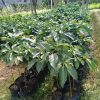jual bibit buah alpukat wina okulasi cepat berbuah Ciamis