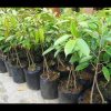 jual bibit buah durian bawor kaki 3 Karo