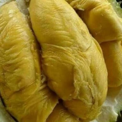 jual bibit buah durian bawor super murah Batam