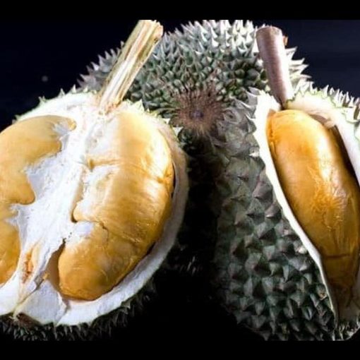 jual bibit buah durian duri hitam Lebong