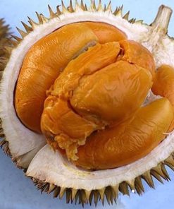 jual bibit buah durian duri hitam okulasi cepat berbuah tambulapot Nunukan