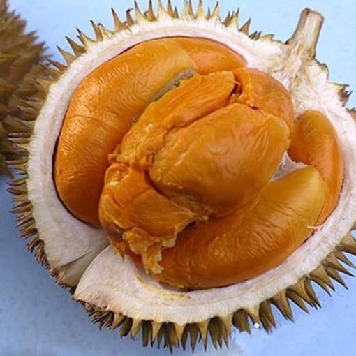 jual bibit buah durian duri hitam okulasi cepat berbuah tambulapot Nunukan