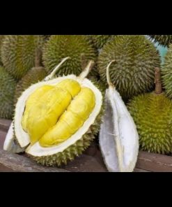 jual bibit buah durian duri hitam okulasi cepat berbuah tambulapot Palembang