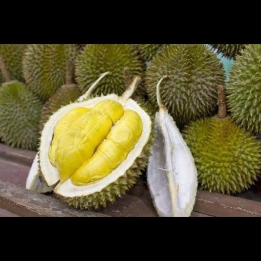 jual bibit buah durian duri hitam okulasi cepat berbuah tambulapot Palembang