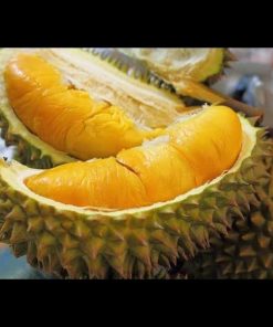 jual bibit buah durian duri hitam okulasi cepat berbuah tambulapot Payakumbuh