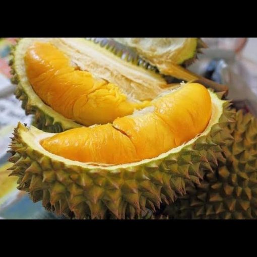 jual bibit buah durian duri hitam okulasi cepat berbuah tambulapot Payakumbuh