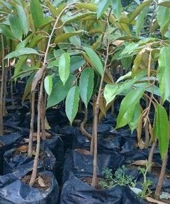 jual bibit buah durian duri hitam okulasi cepat berbuah tambulapot Puncak Jaya