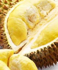 jual bibit buah durian montong siap tanam Makassar