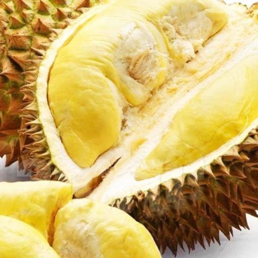 jual bibit buah durian montong siap tanam Makassar