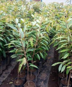 jual bibit buah durian montong super okulasi bisa di tanam Solok Selatan